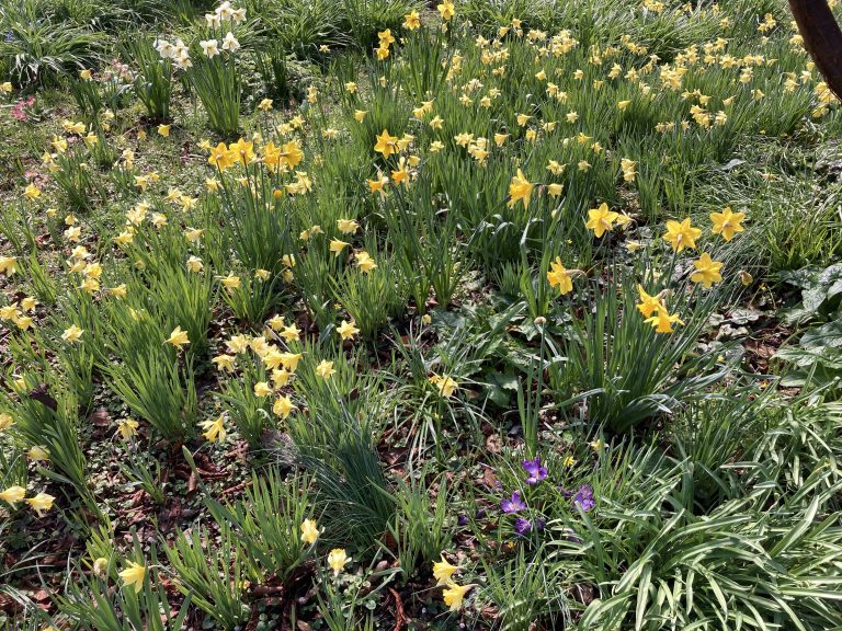 Painswick Rococo Garden