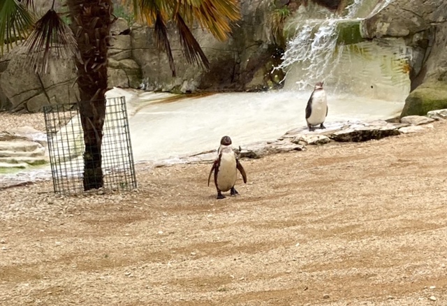 Cotswold Wildlife Park Penguins