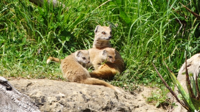 Yellow Mongoose Pups