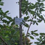 Tree Plaque