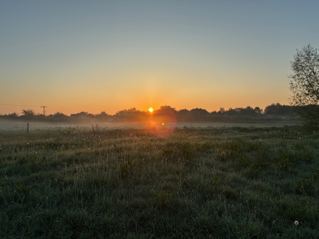 Dawn Chorus