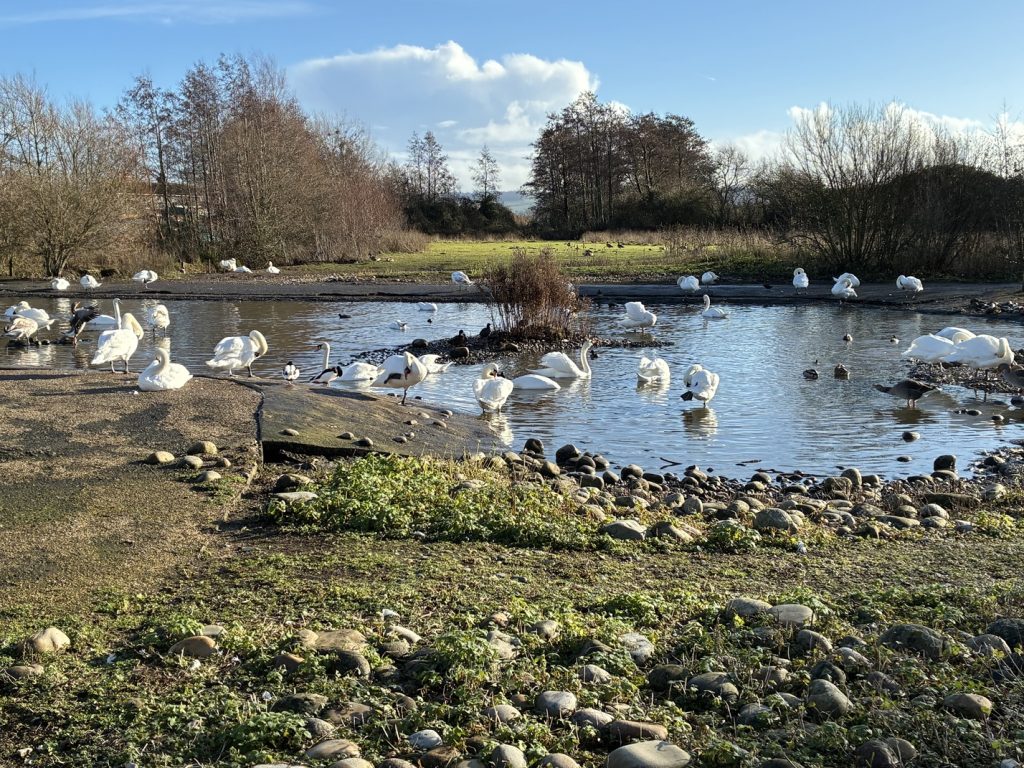 WWT Slimbridge
