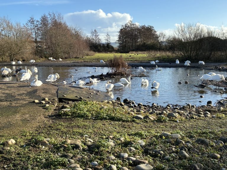 WWT Slimbridge