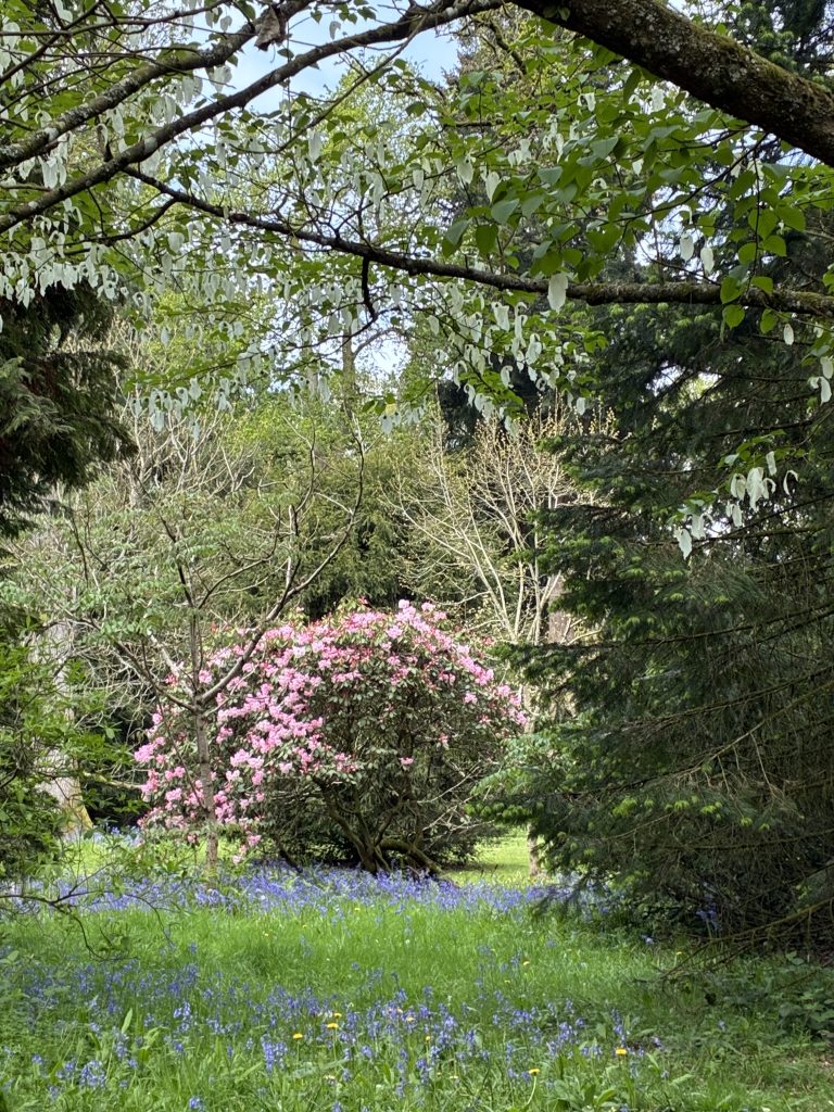 Westonbirt Old Arboretum