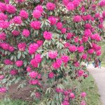 Westonbirt Old Arboretum