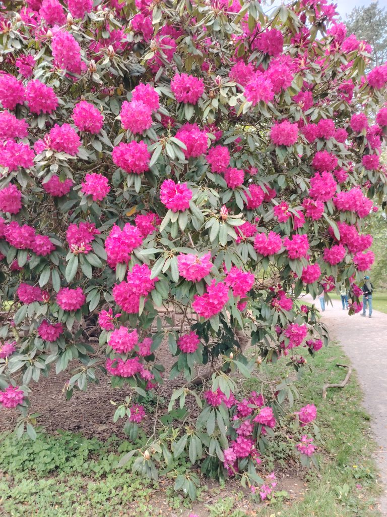 Westonbirt Old Arboretum