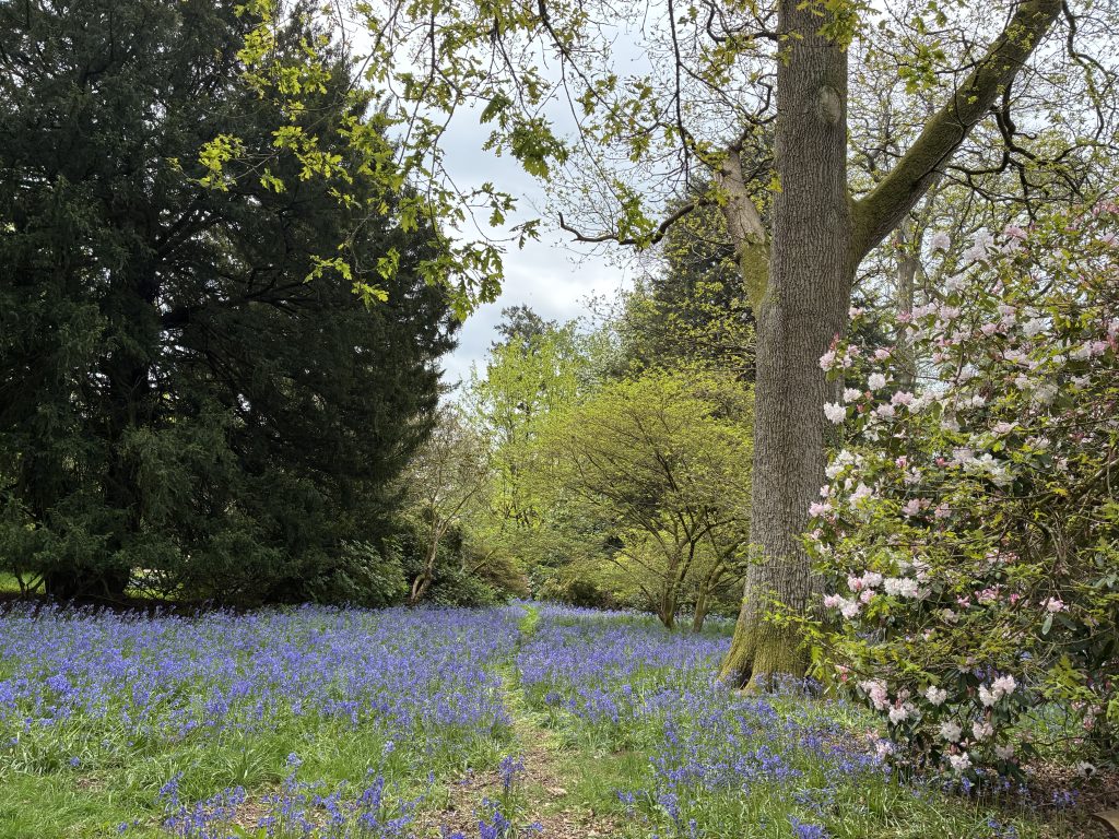 Westonbirt Old Arboretum