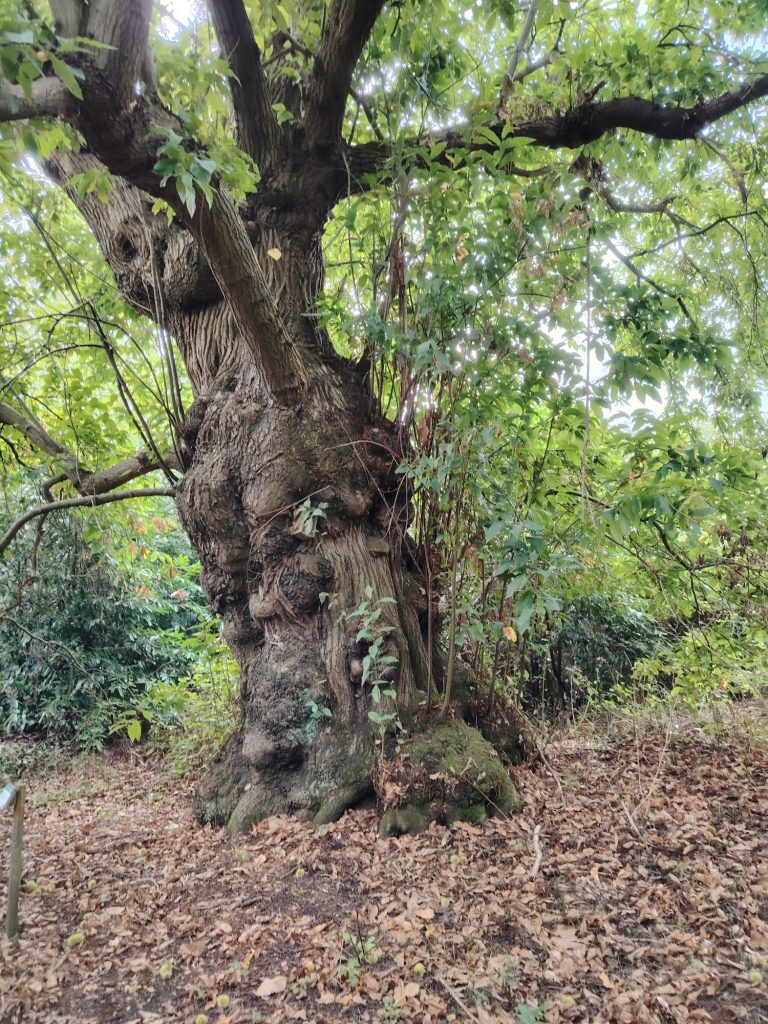 Tortworth Arboretum