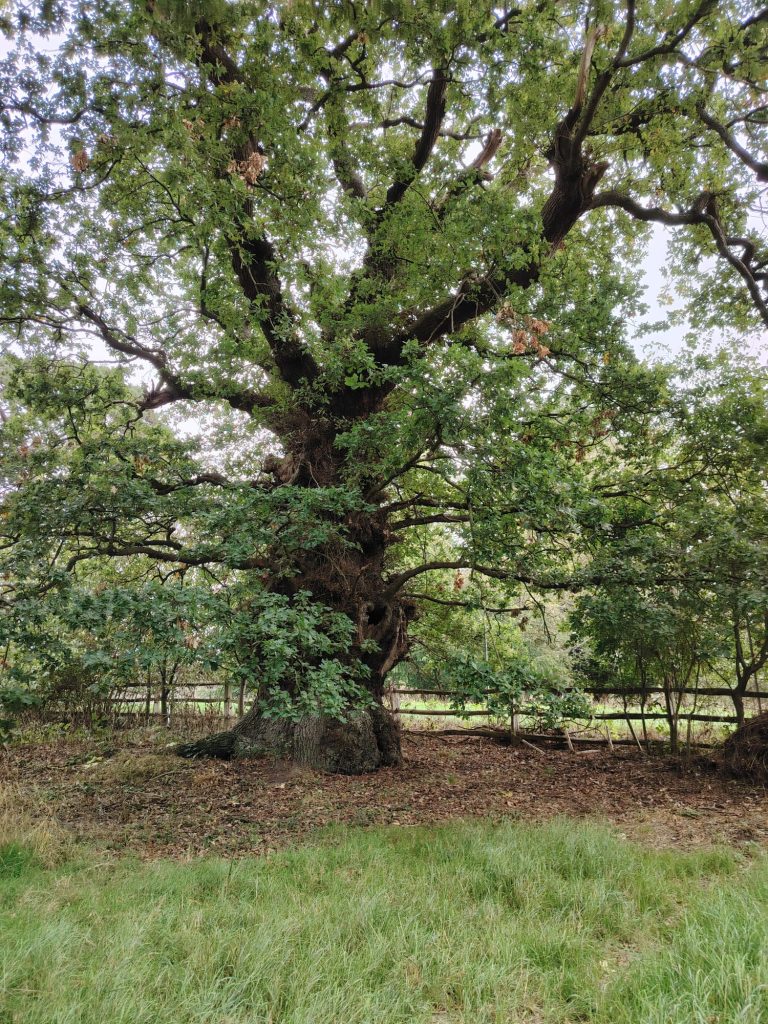 Tortworth Arboretum