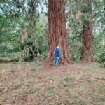 Tortworth Arboretum