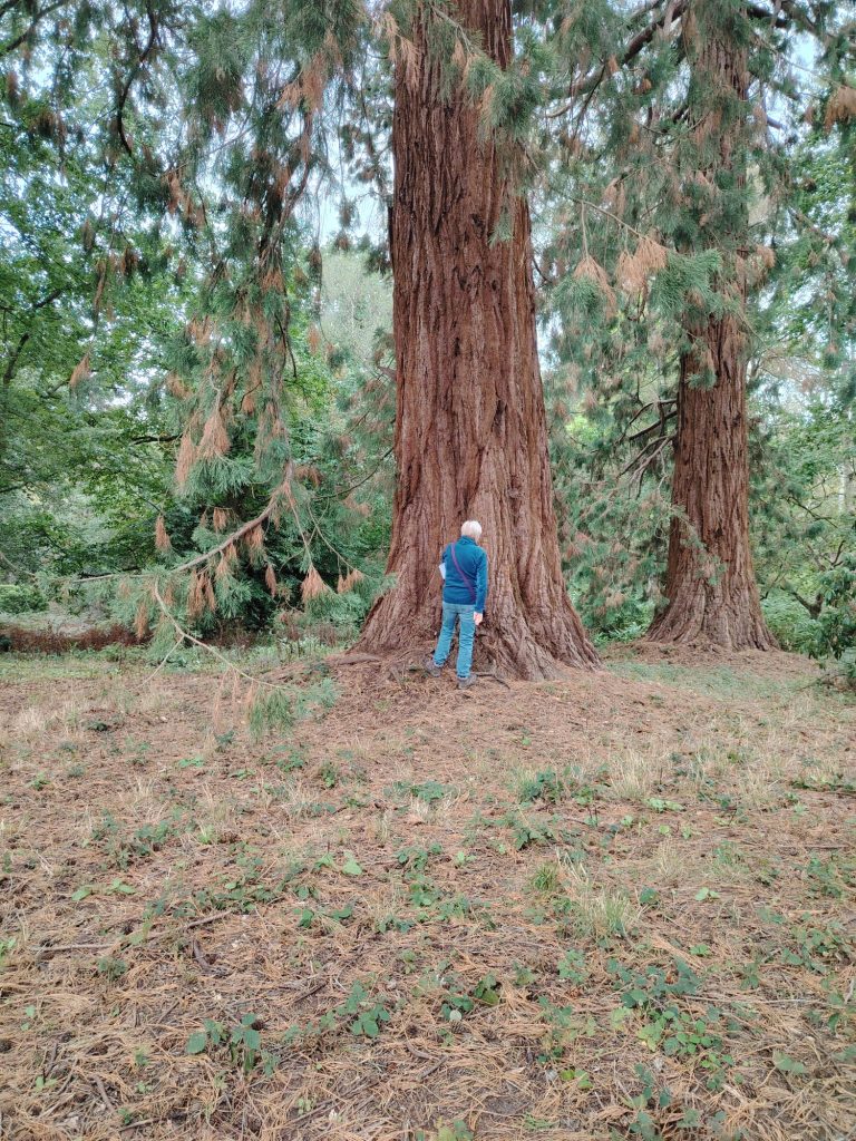 Tortworth Arboretum