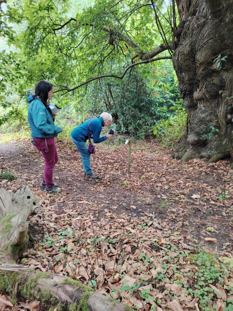 Tortworth Arboretum
