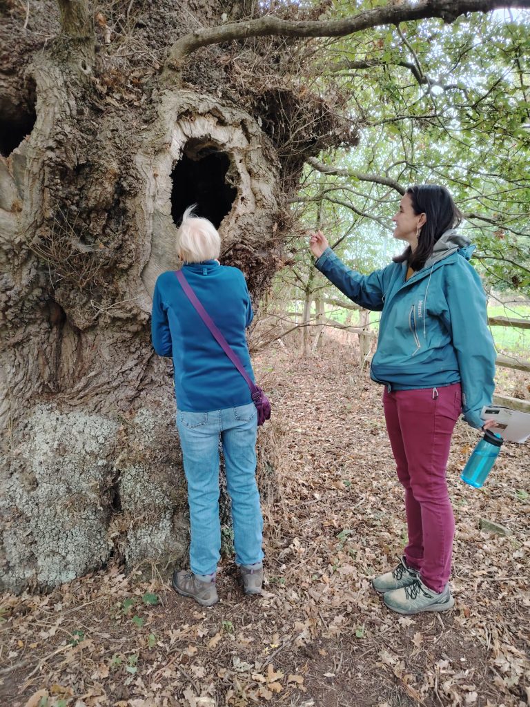 Tortworth Arboretum