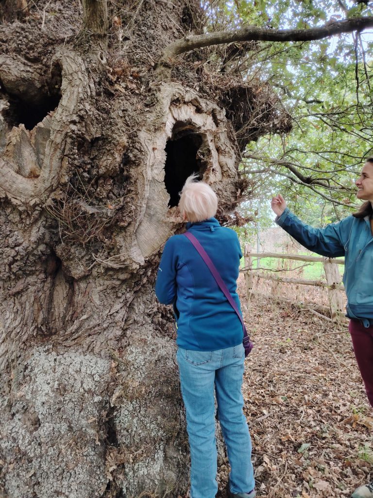 Tortworth Arboretum